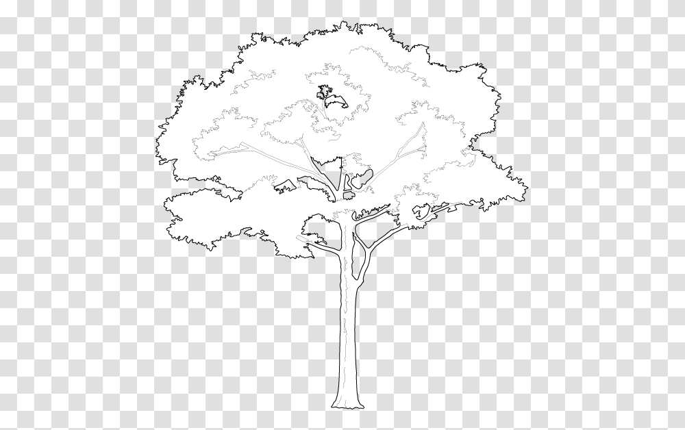 Tree Vector White, Drawing, Sketch, Doodle Transparent Png