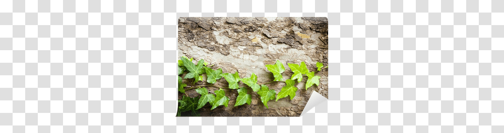 Tree Vine Wall Mural • Pixers We Live To Change Horizontal, Plant, Ivy Transparent Png