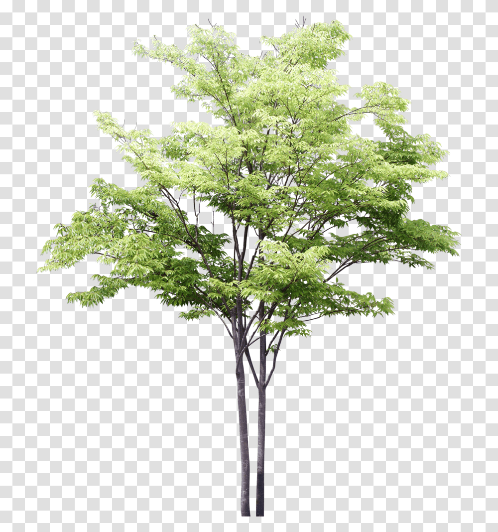 Tree Watercolor, Plant, Maple, Cross Transparent Png