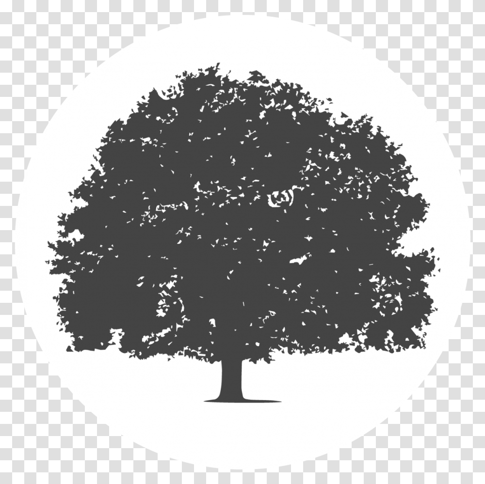 Tree Whitecirclegrey City Of Duncanville Texas Usa Hard Wood Tree, Plant, Moon, Outer Space, Night Transparent Png