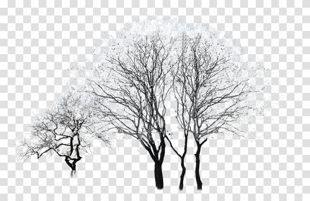 Tree Winter Black And White Snowy Winter Tree Vector, Ice, Outdoors, Nature, Frost Transparent Png