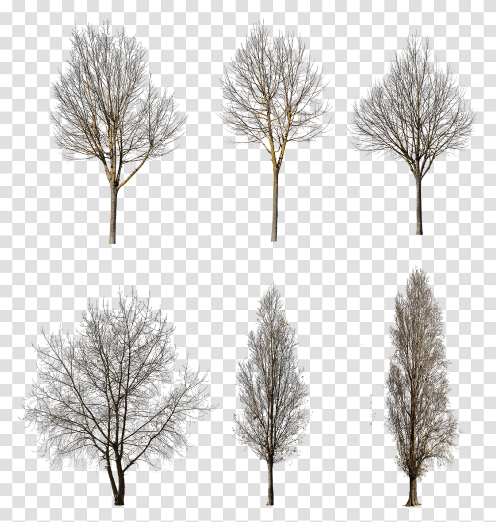Tree Winter Cutout Free, Nature, Ice, Outdoors, Plant Transparent Png