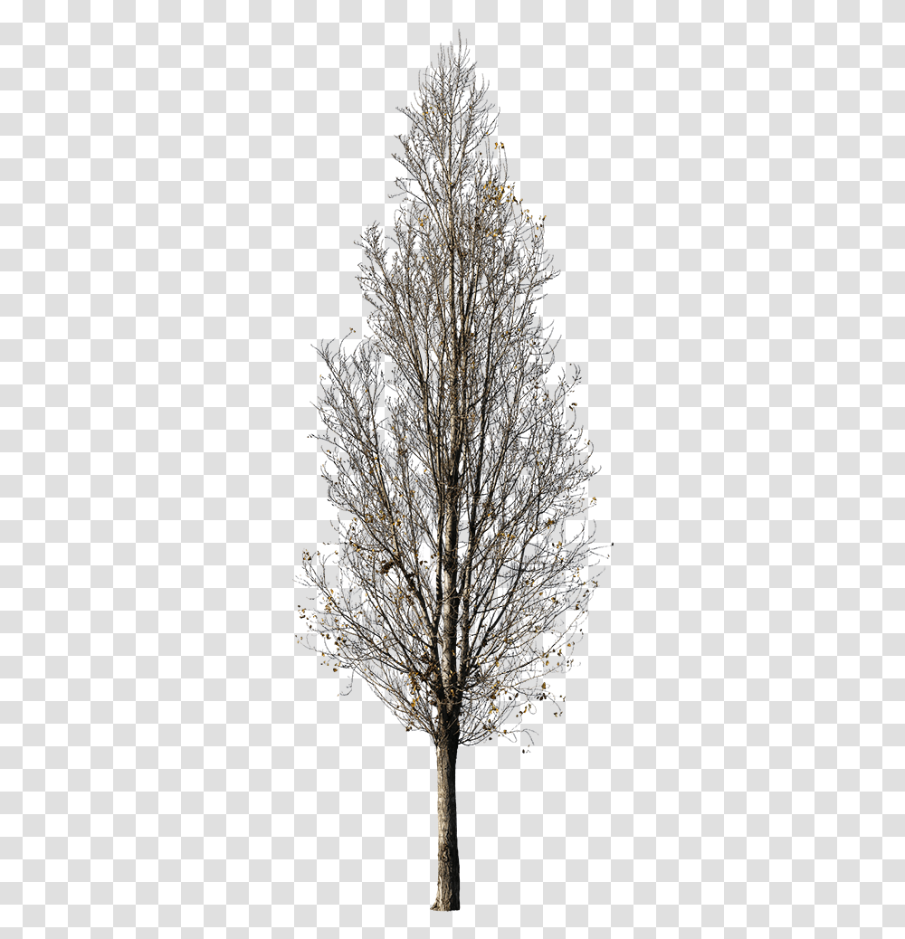 Tree Winter Cutout Free, Plant, Outdoors, Nature, Ice Transparent Png