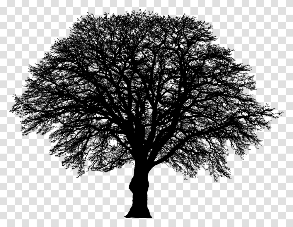Tree Winter Silhouette Vegetation Branches Nature, Gray, World Of Warcraft Transparent Png