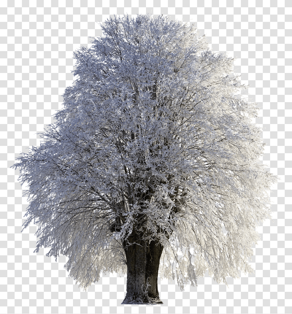 Tree Winter Wintry Snow Cold Frost Frozen Winter Trees Snow, Ice, Outdoors, Nature, Plant Transparent Png