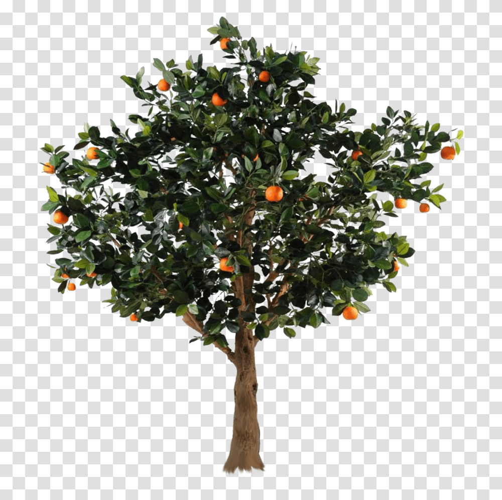 Tree With Apples Picture Orange Tree, Plant, Citrus Fruit, Food, Produce Transparent Png
