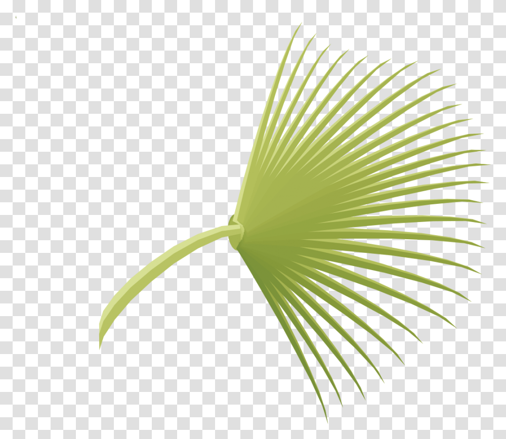 Tree With Fan Shaped Leaves Tree With Fan Shaped Leaves Macro Photography, Plant, Rake, Bird, Animal Transparent Png
