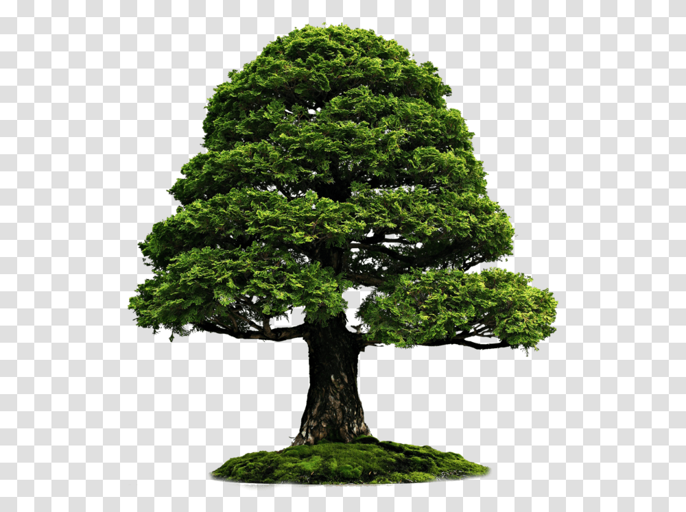 Tree With Grass Image Tree Wallpaper Hd, Plant, Potted Plant, Vase, Jar Transparent Png