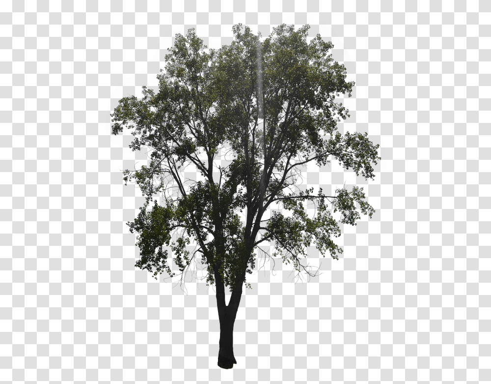 Tree With Leaves Forest Free Image On Pixabay Oak, Plant, Nature, Pattern, Vegetation Transparent Png