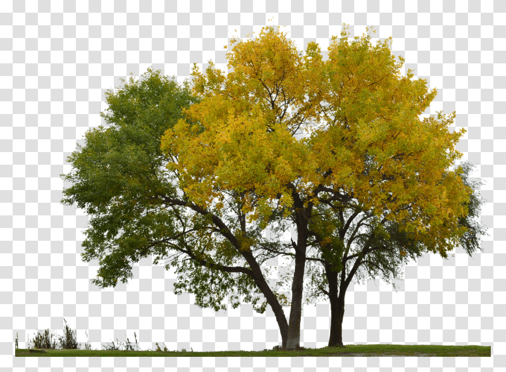 Tree With No Background Arvores Sem Fundo, Plant, Tree Trunk, Grass, Maple Transparent Png