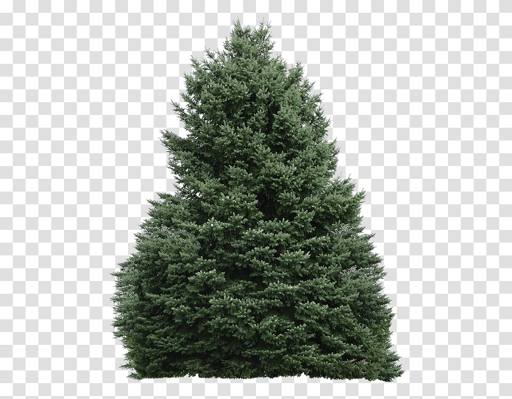 Tree With No Background Free Photo On Pixabay Bosque Sin Fondo, Plant, Christmas Tree, Ornament, Pine Transparent Png