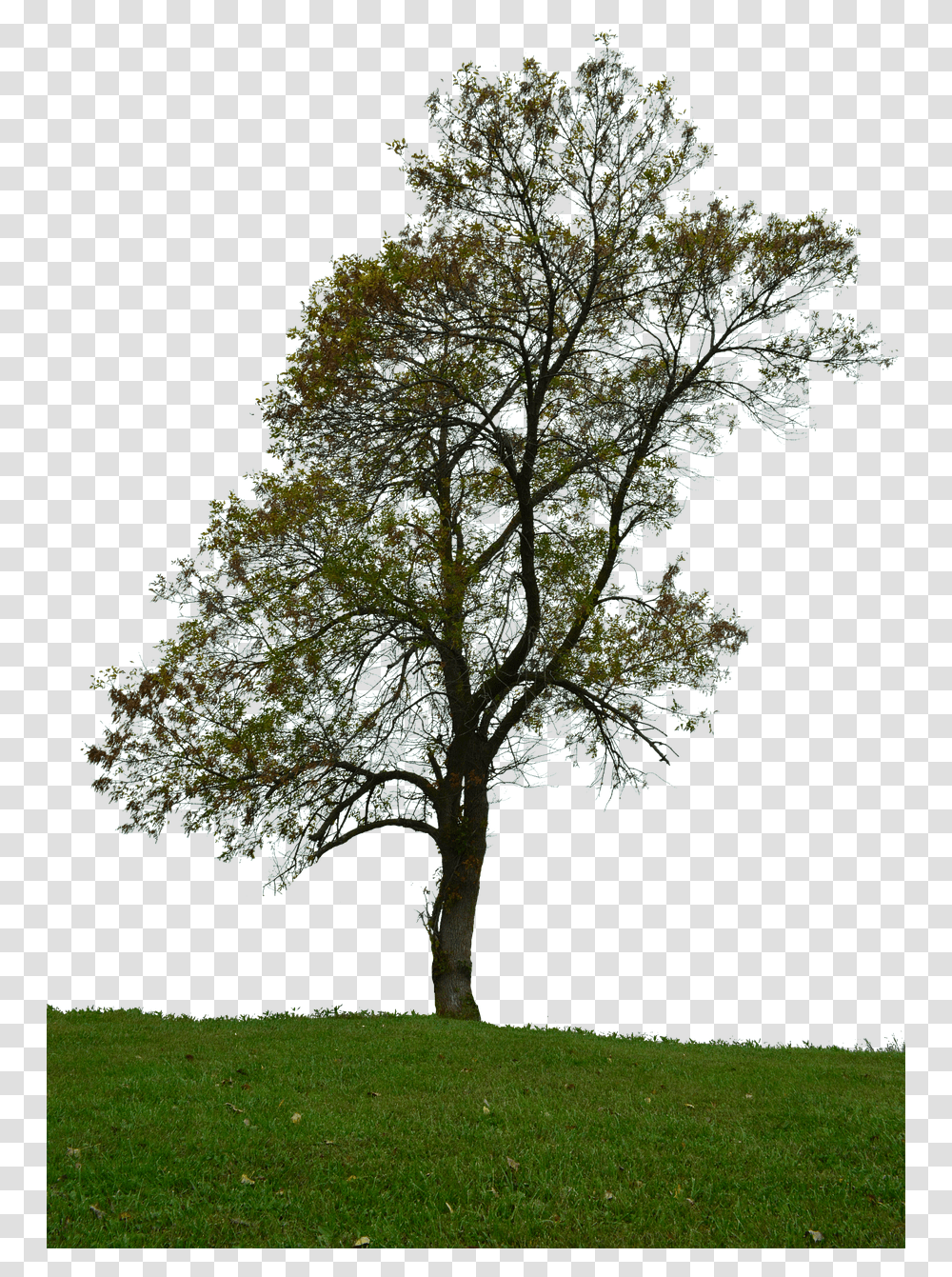 Tree With No Background Leaves Tree Plain Background, Plant, Tree Trunk, Grass, Bonsai Transparent Png