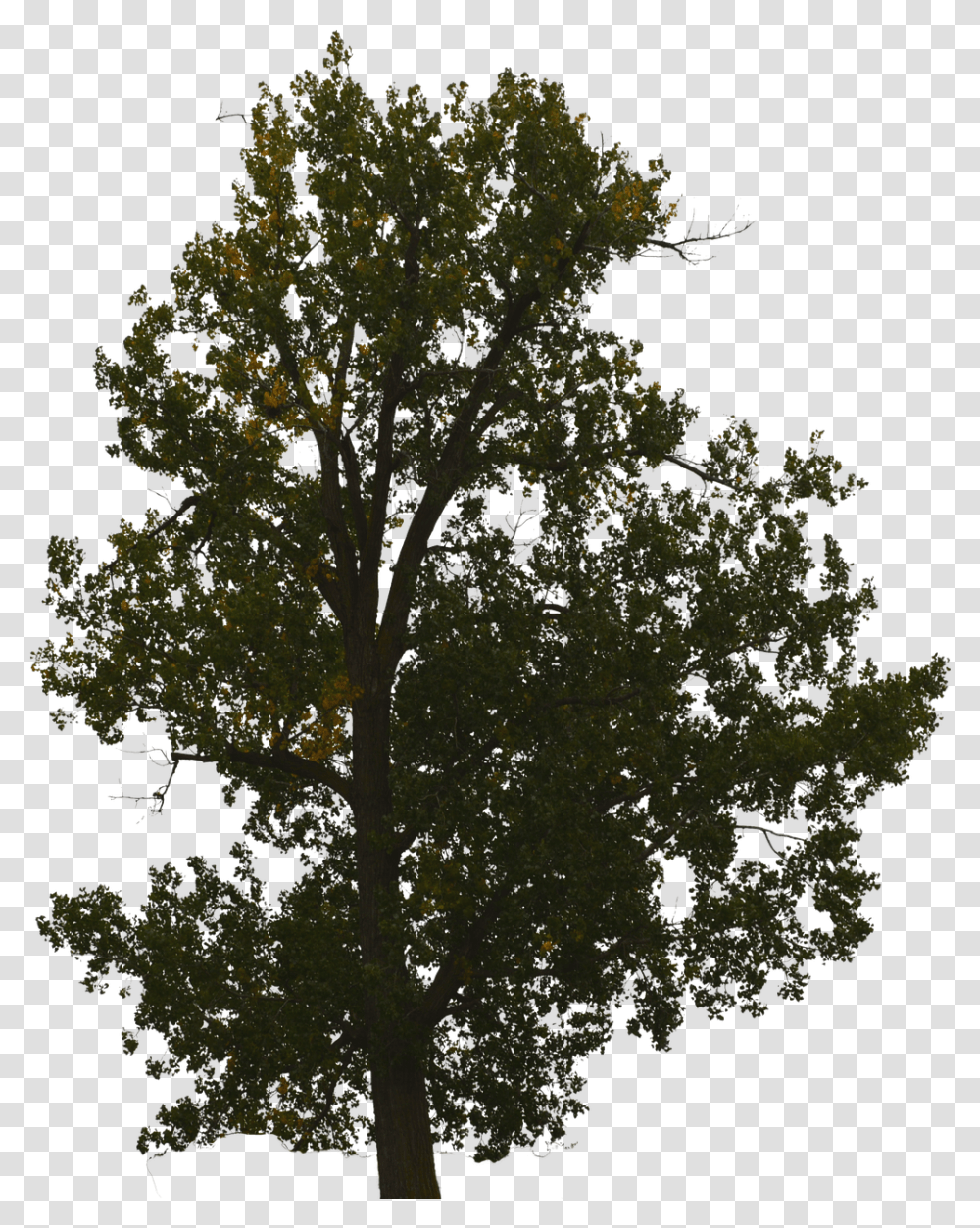 Tree With No Background Tree With No Background, Plant, Vegetation, Nature, Outdoors Transparent Png