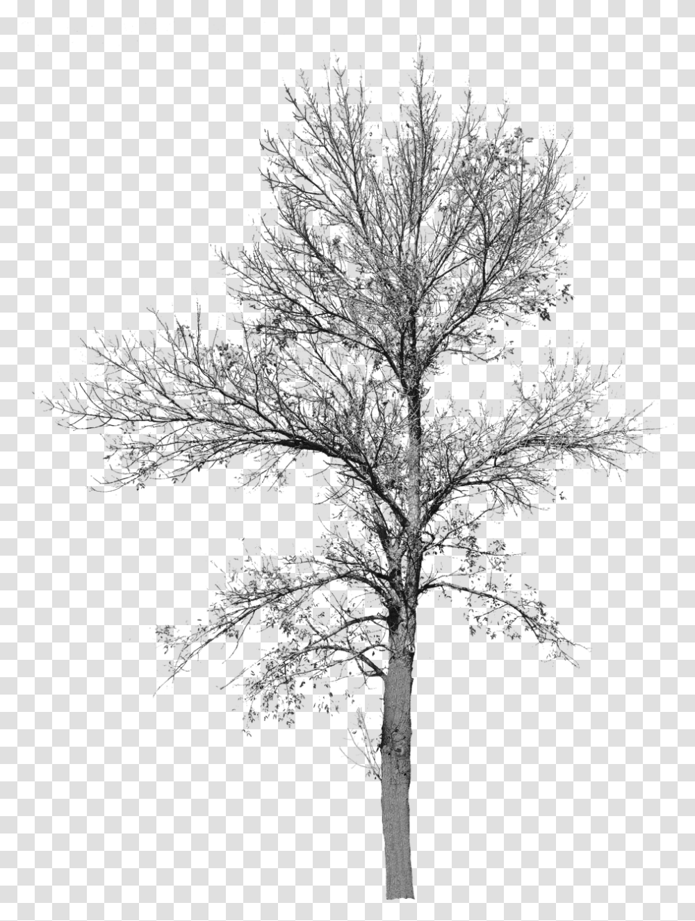 Tree With No Leaves Background Bare Cut Out Tree No Leaves, Cross, Symbol, Plant, Nature Transparent Png