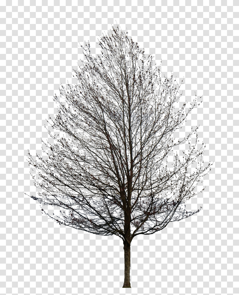 Tree With Red Flowers And No Leaves Transparent Png