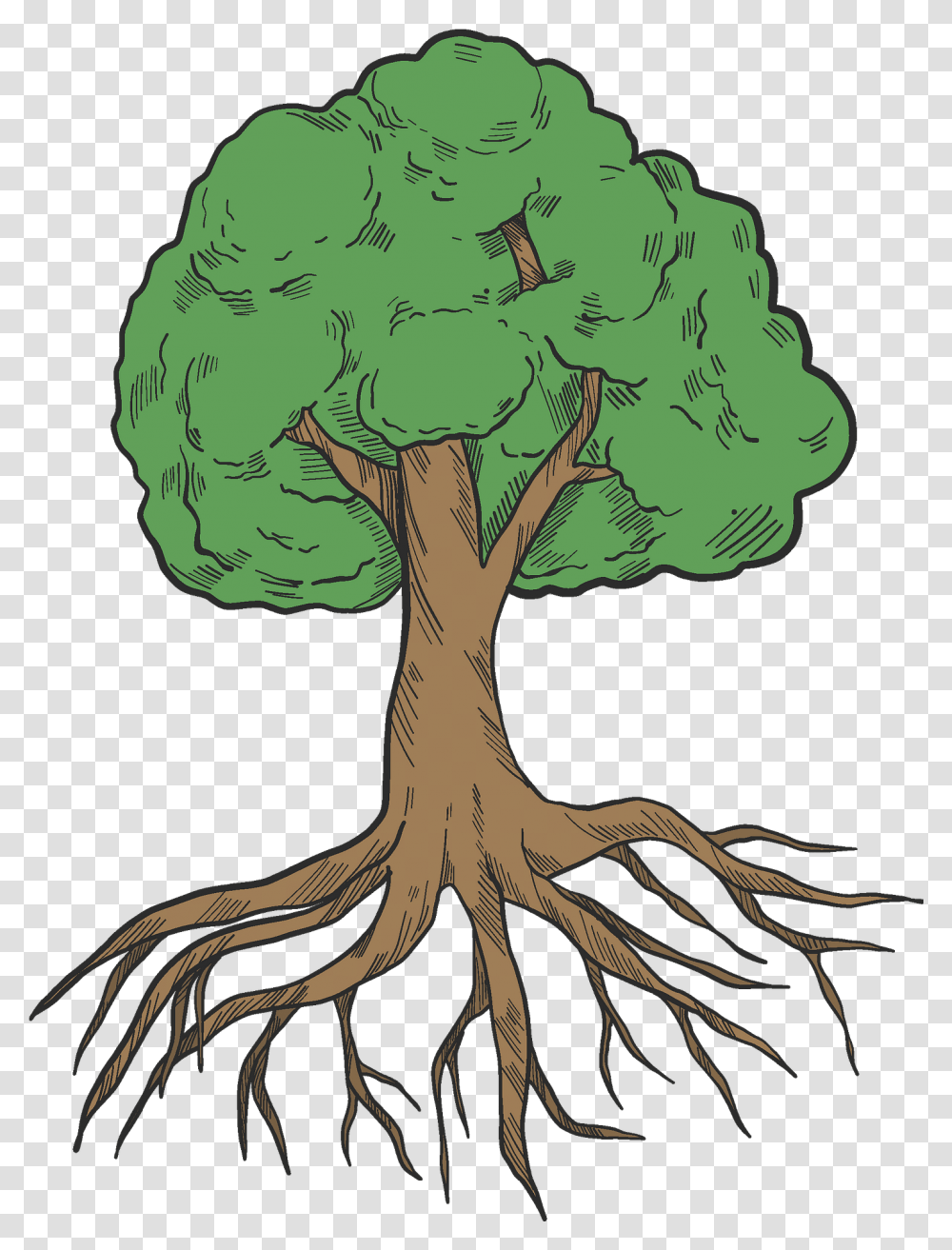 Tree With Roots Clipart Free Download Root, Plant, Person, Human Transparent Png