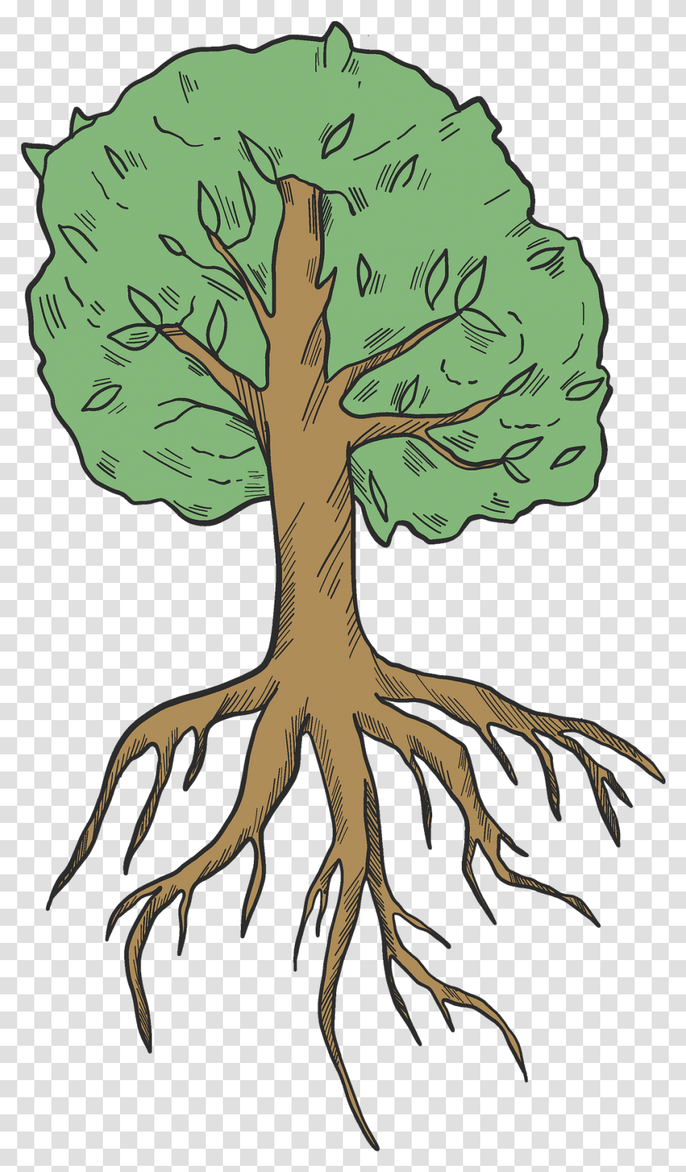 Tree With Roots Clipart Tree With 5 Roots Clip Art, Plant Transparent Png