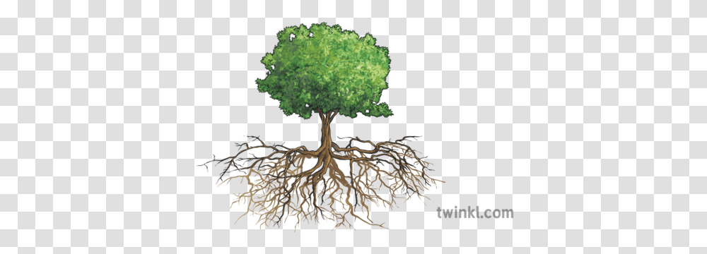 Tree With Roots Illustration Parts Of A Tree In English, Plant, Bonsai, Potted Plant, Vase Transparent Png