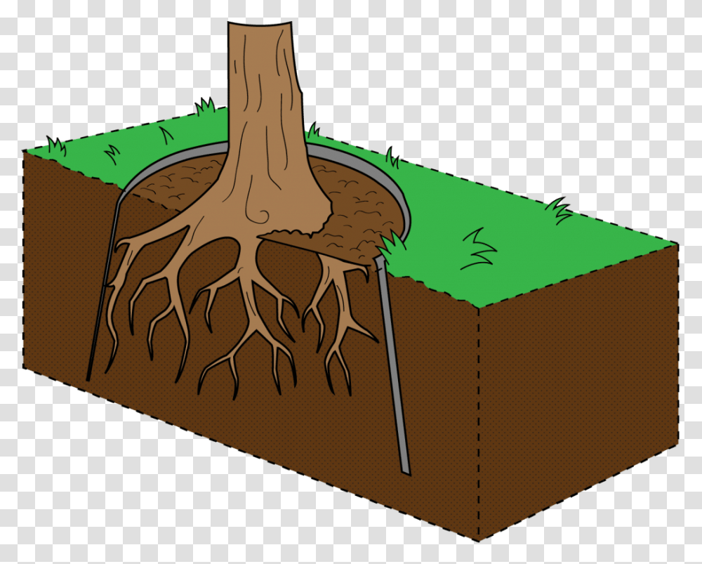 Tree With Roots Illustration, Plant Transparent Png