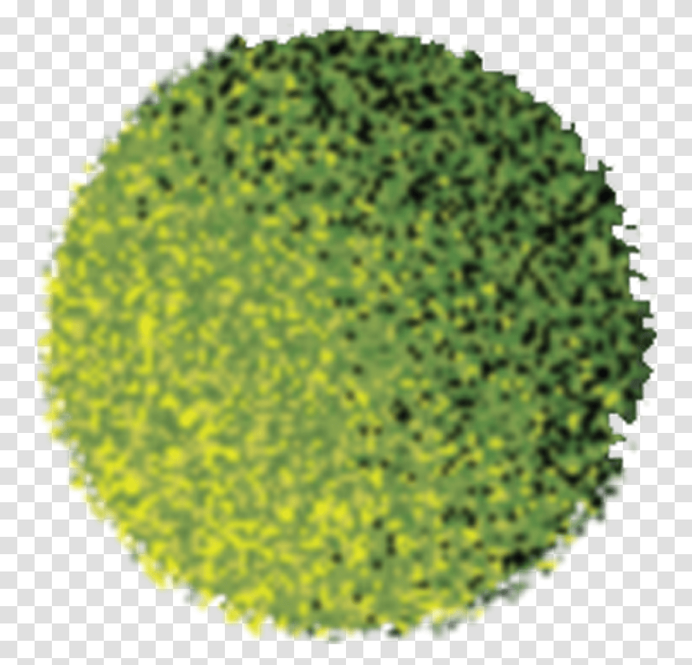 Tree With Shadow In Plan, Plant, Broccoli, Vegetable, Food Transparent Png