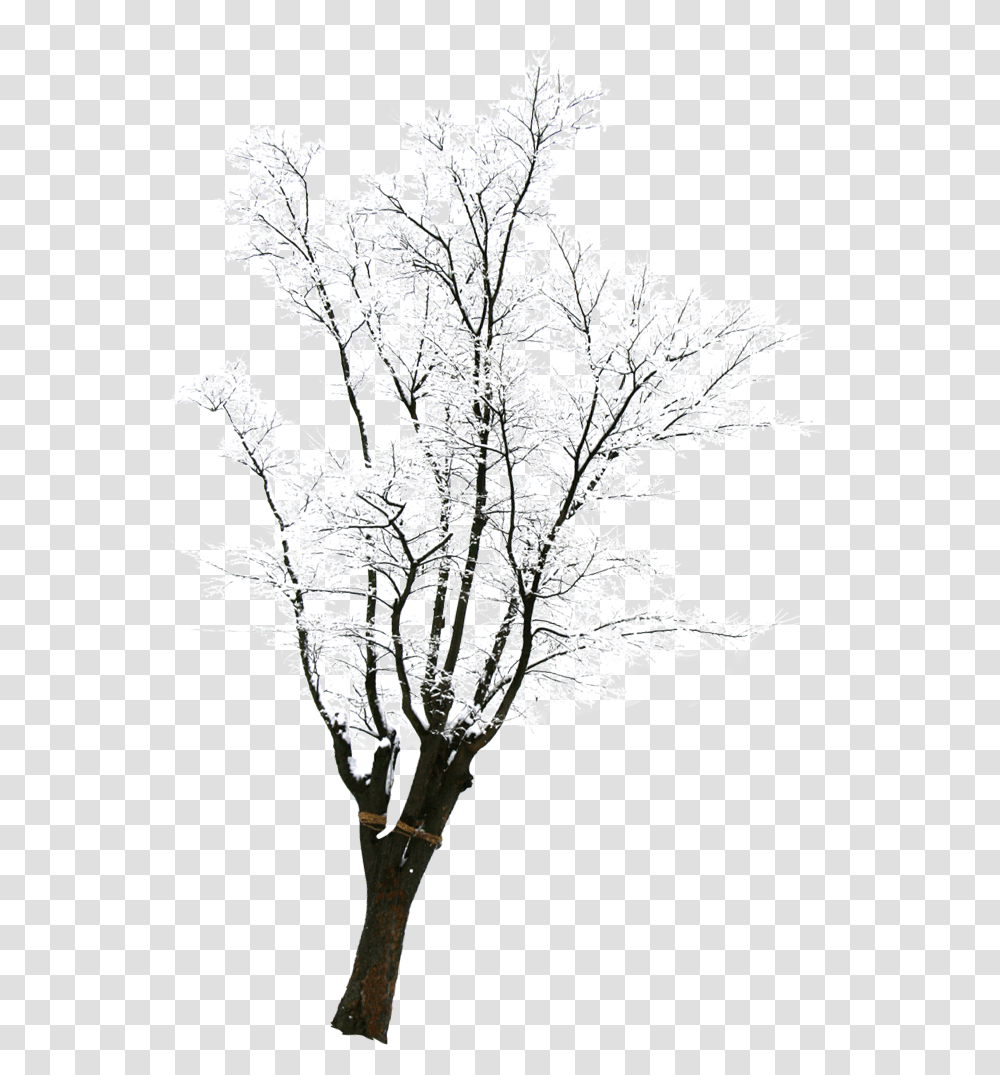 Tree With Snow Download Silhouette, Plant, Flower, Nature, Outdoors Transparent Png