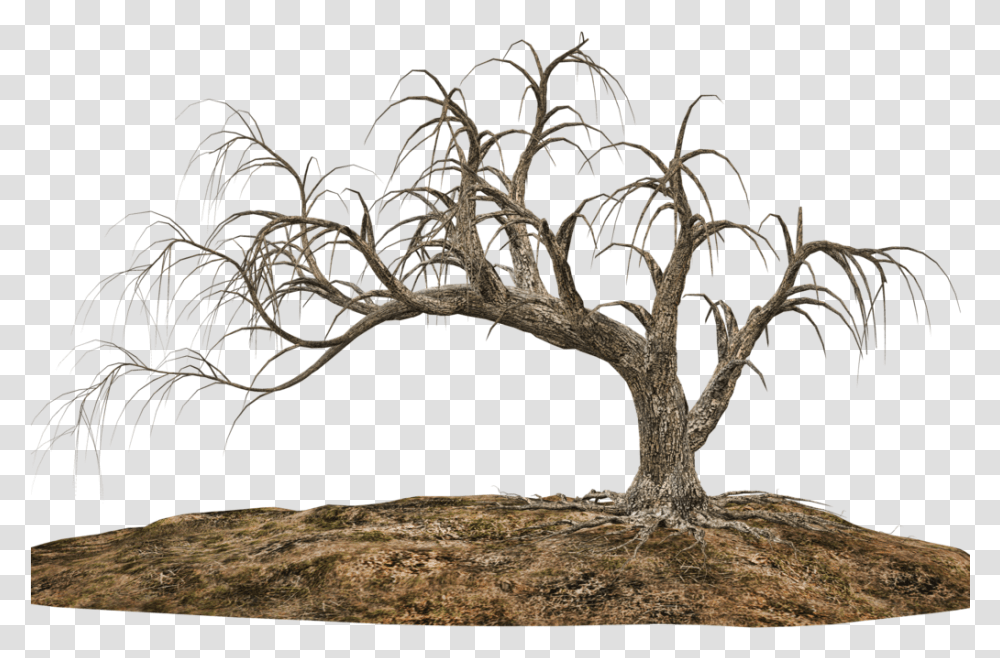 Tree With Soil Creepy Tree Background, Plant, Root, Tree Trunk, Bonsai Transparent Png