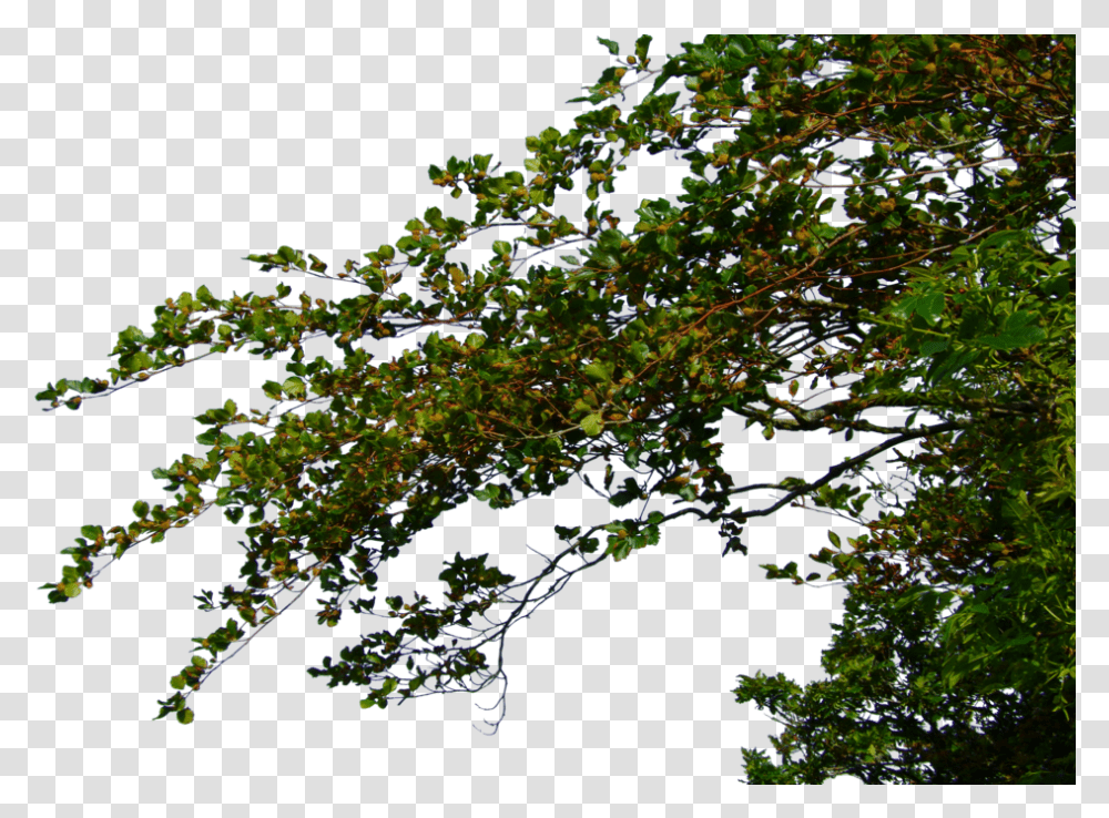 Tree Without Leaves Clipart Tree Leaves Branches, Nature, Land, Outdoors, Plant Transparent Png