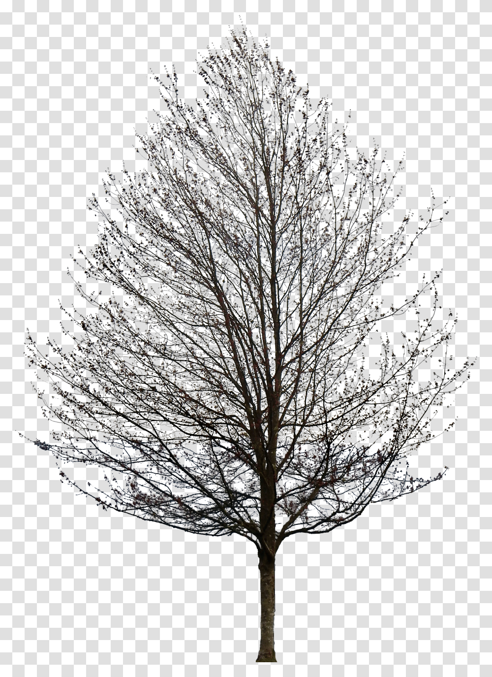 Tree Without Leaves Download Oak Tree Pencil Drawing, Plant, Fir, Outdoors, Nature Transparent Png