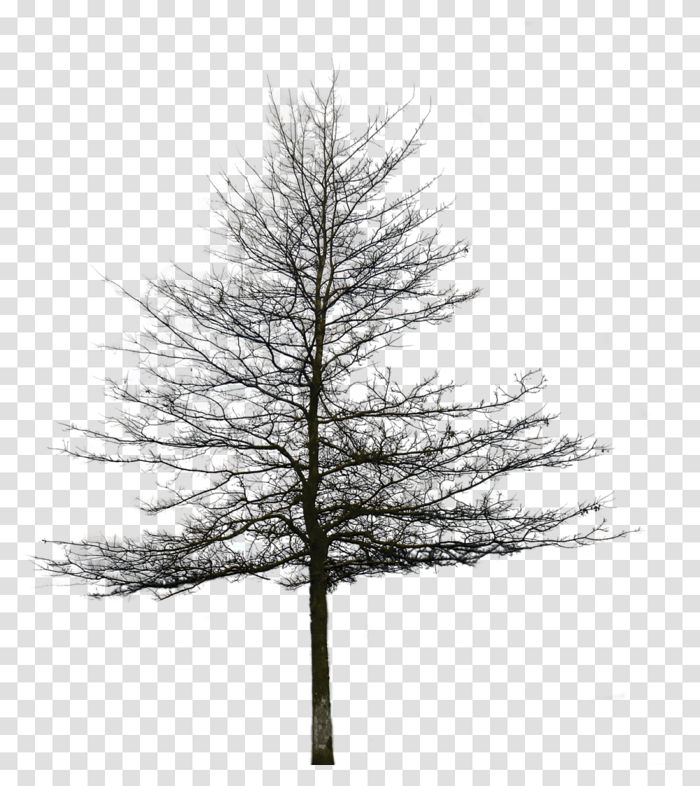 Tree Without Leaves, Plant, Fir, Lighting, Lamp Post Transparent Png