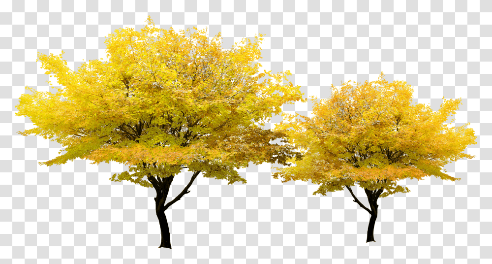 Tree Yellow Autumn Maple Yellow Tree, Plant, Leaf Transparent Png