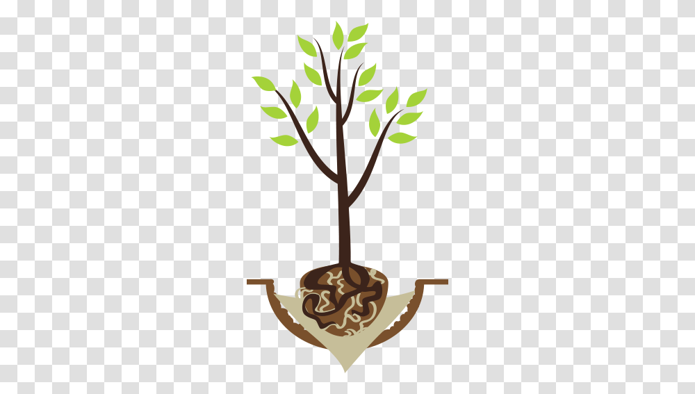 Treebaltimore Balled Or Burlap Tree, Plant, Outdoors, Nature, Woodland Transparent Png