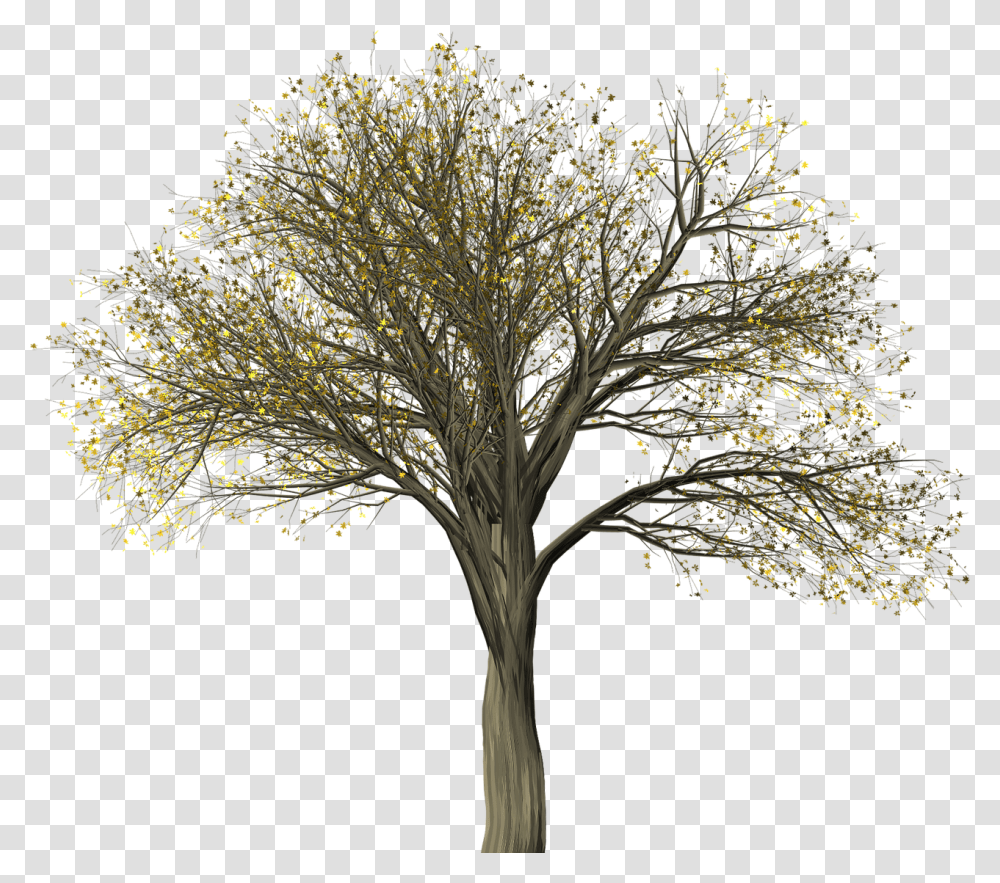 Treeelmelm Pictures Free Photos Free Images Royalty American Elm Tree Silhouette, Plant, Ground, Tree Trunk, Evening Dress Transparent Png