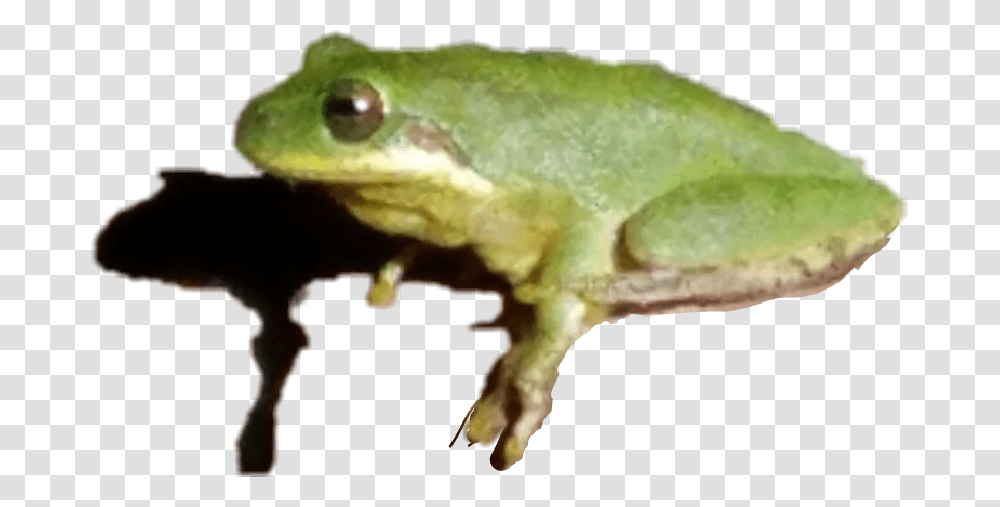 Treefrog Frog Shadowed Green Eyed Tree Frog, Amphibian, Wildlife, Animal Transparent Png