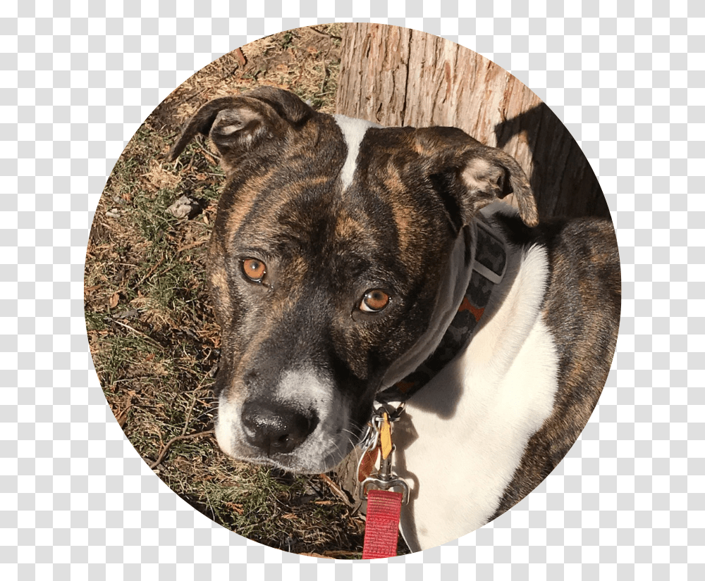 Treeing Tennessee Brindle, Dog, Pet, Canine, Animal Transparent Png