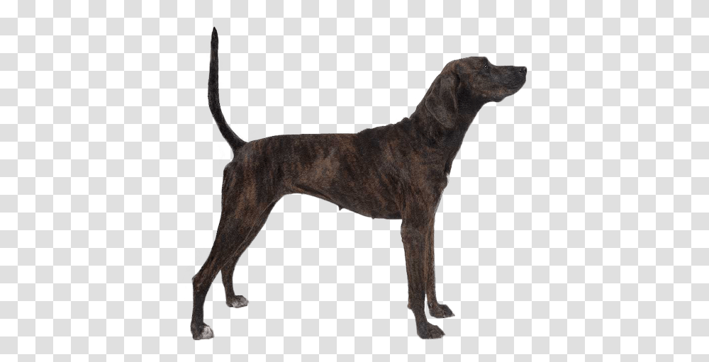 Treeing Tennessee Brindle Tennessee Treeing Brindle, Pet, Animal, Canine, Mammal Transparent Png
