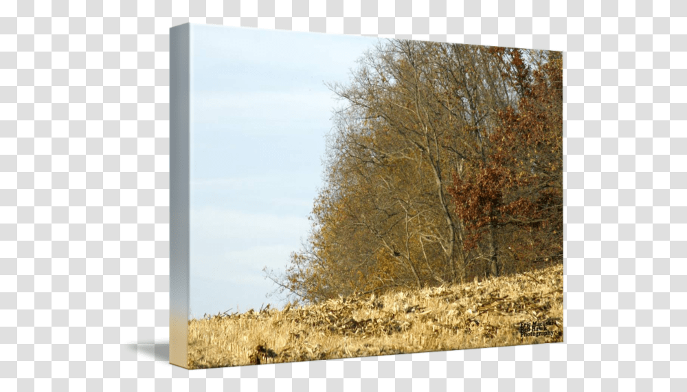 Treeline By Eric Macuski, Plant, Outdoors, Nature, Vegetation Transparent Png