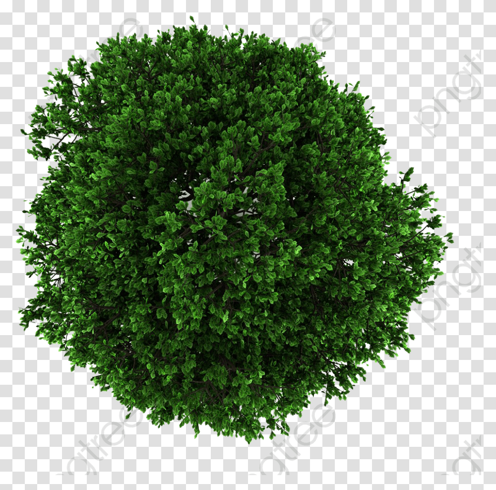 Treeline Silhouette Tree Crown, Plant, Green, Moss, Bush Transparent Png