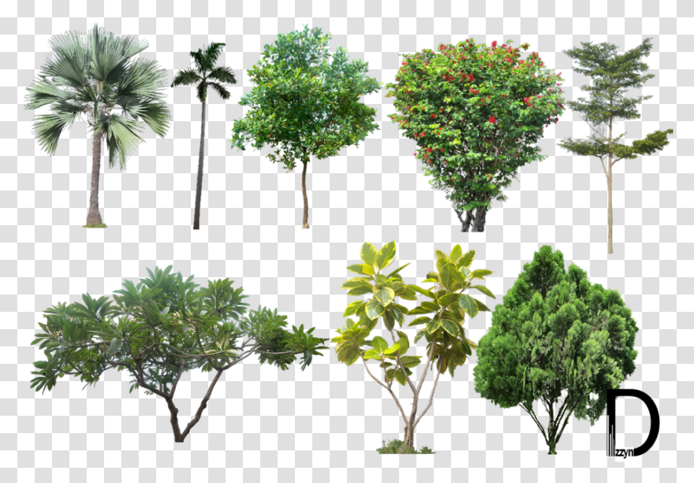 Treeplant Stemterrestrial Plantflowering Plantarbor High Resolution Tree, Vegetation, Rainforest, Land, Outdoors Transparent Png