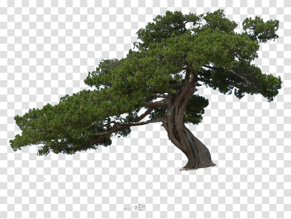 Treeplantwoody White Oakjack Pinelodgepole Live Hd Group Trees, Land, Outdoors, Nature, Vegetation Transparent Png