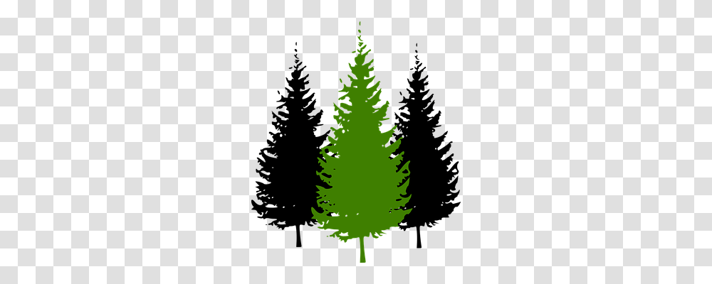 Trees Nature, Plant, Pine, Ornament Transparent Png