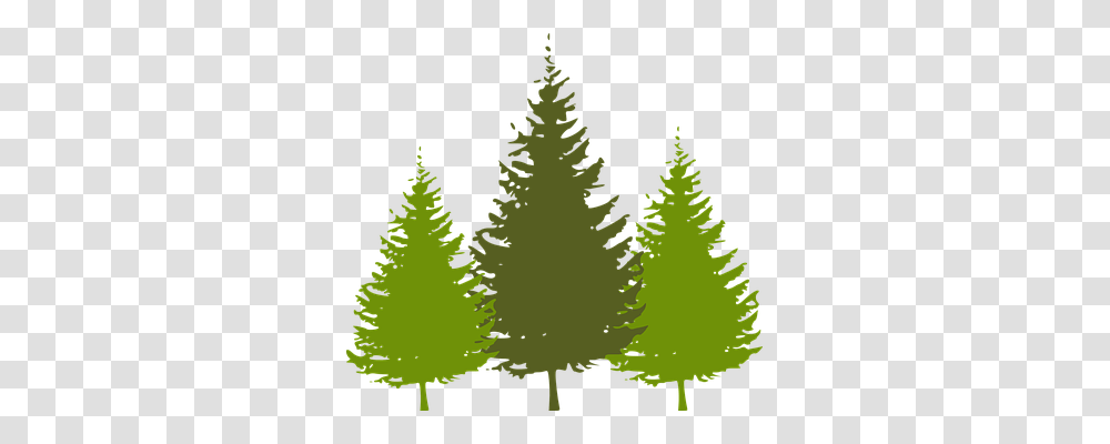 Trees Nature, Plant, Pine, Conifer Transparent Png