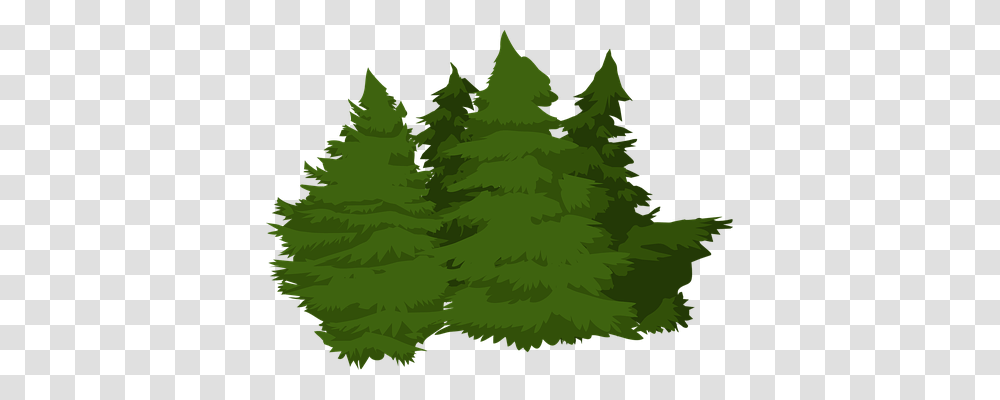 Trees Nature, Plant, Pine, Fir Transparent Png
