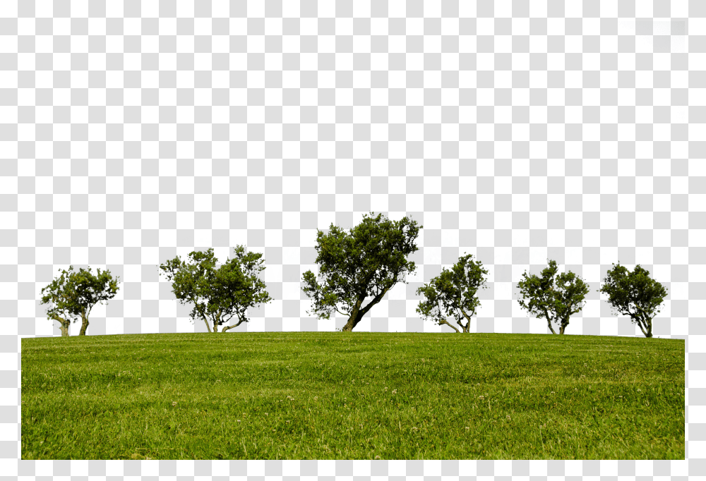 Trees Clip, Holiday Transparent Png