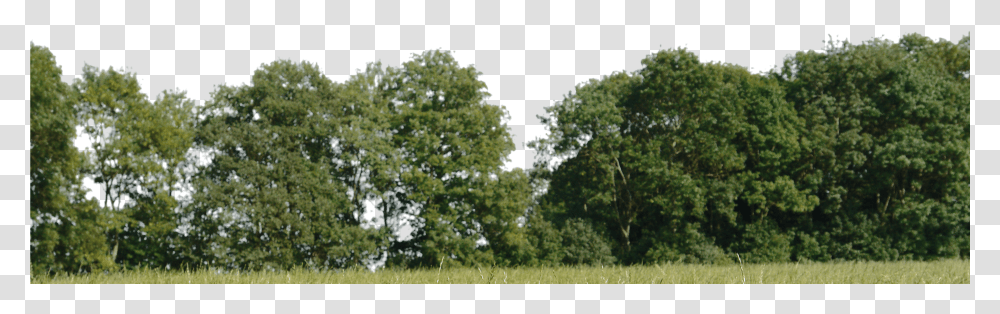 Trees Background Clipart Background Trees Transparent Png