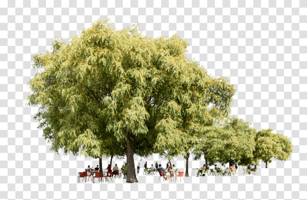 Trees Background Cut Out, Plant, Person, Tree Trunk, Outdoors Transparent Png