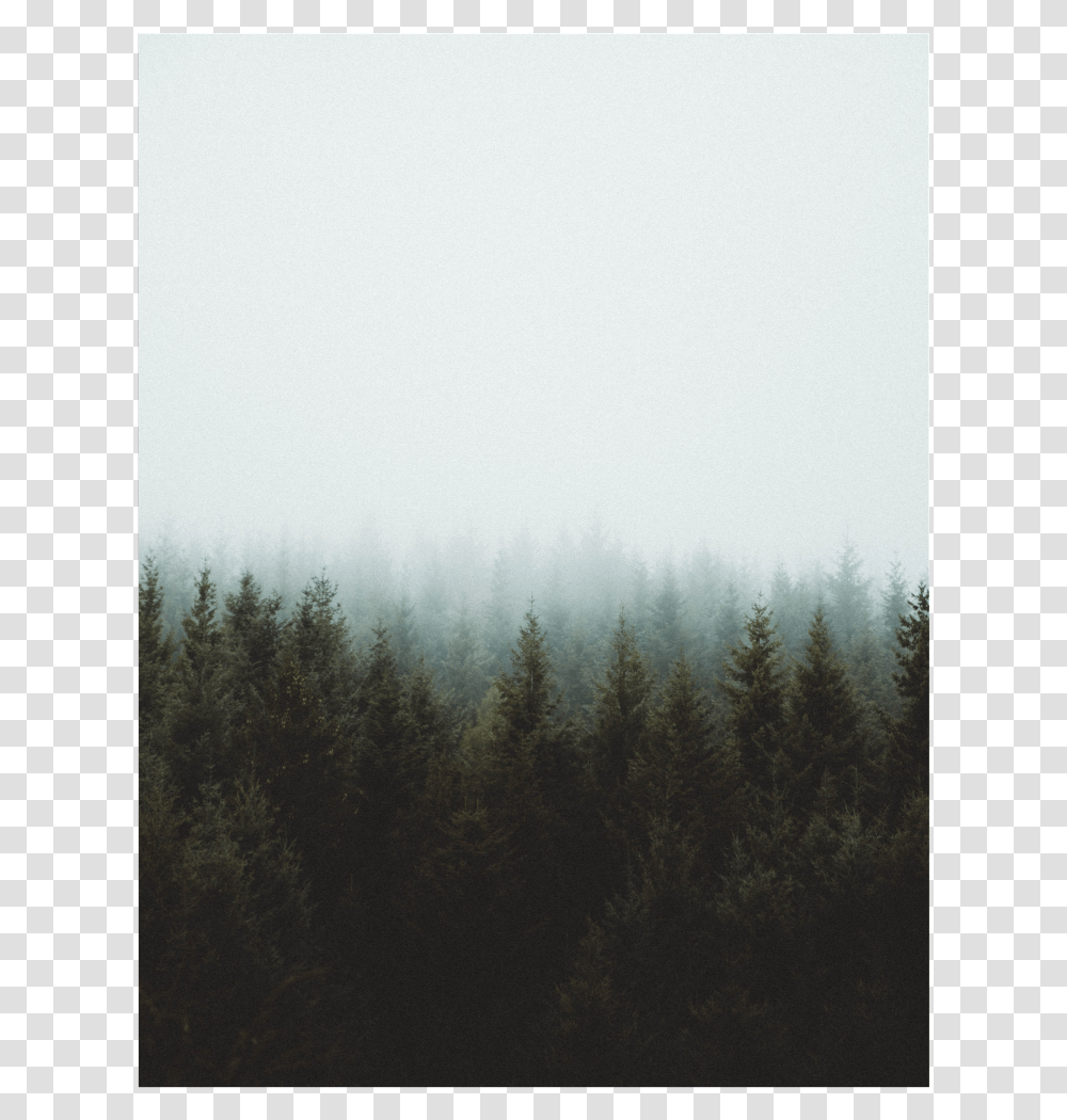 Trees Background Overlay Sky Cloudy Fog Grove, Nature, Weather, Outdoors, Mist Transparent Png