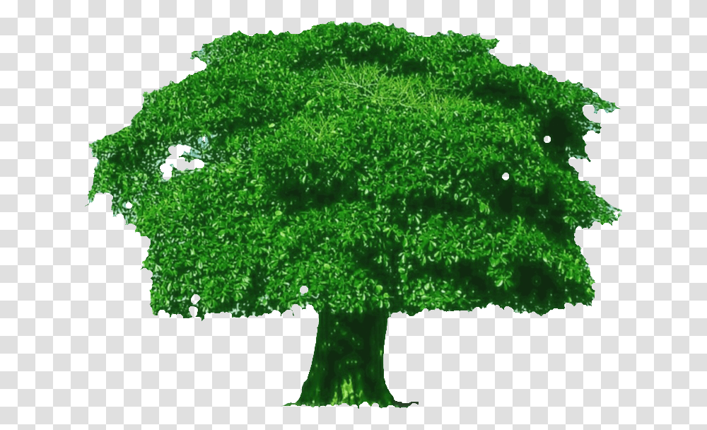 Trees Bg Tree Image Background, Plant, Green, Broccoli, Vegetable Transparent Png
