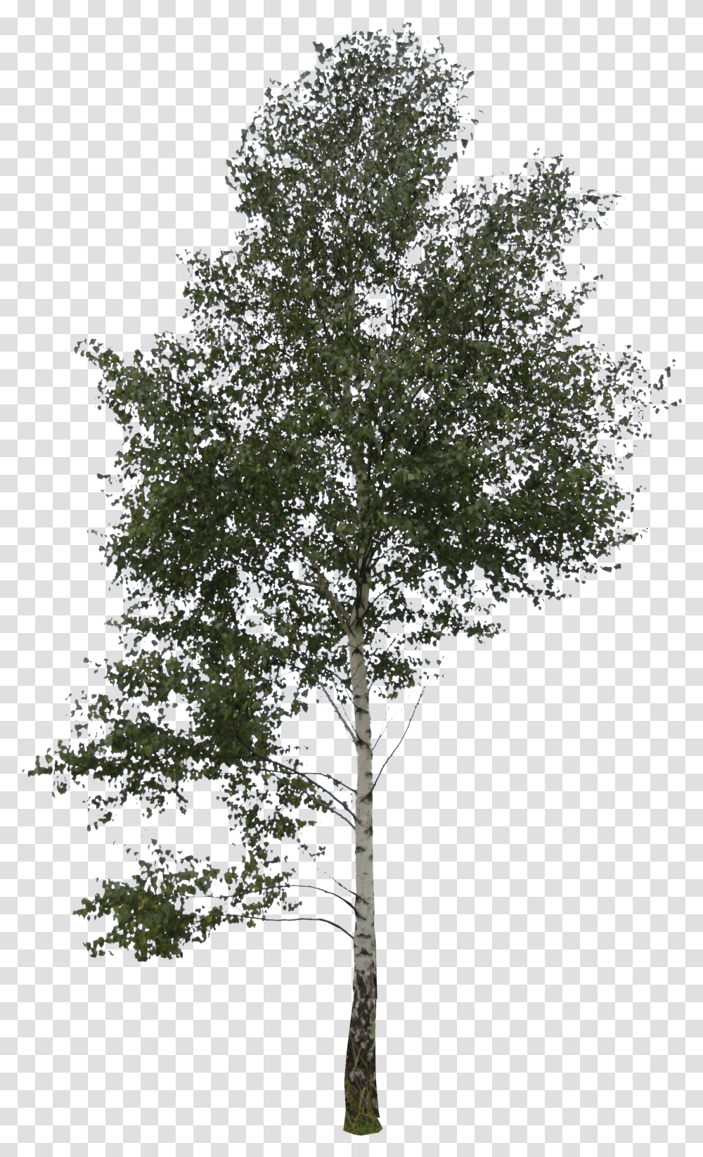 Trees Clipart Free Big Tree Transparent Png