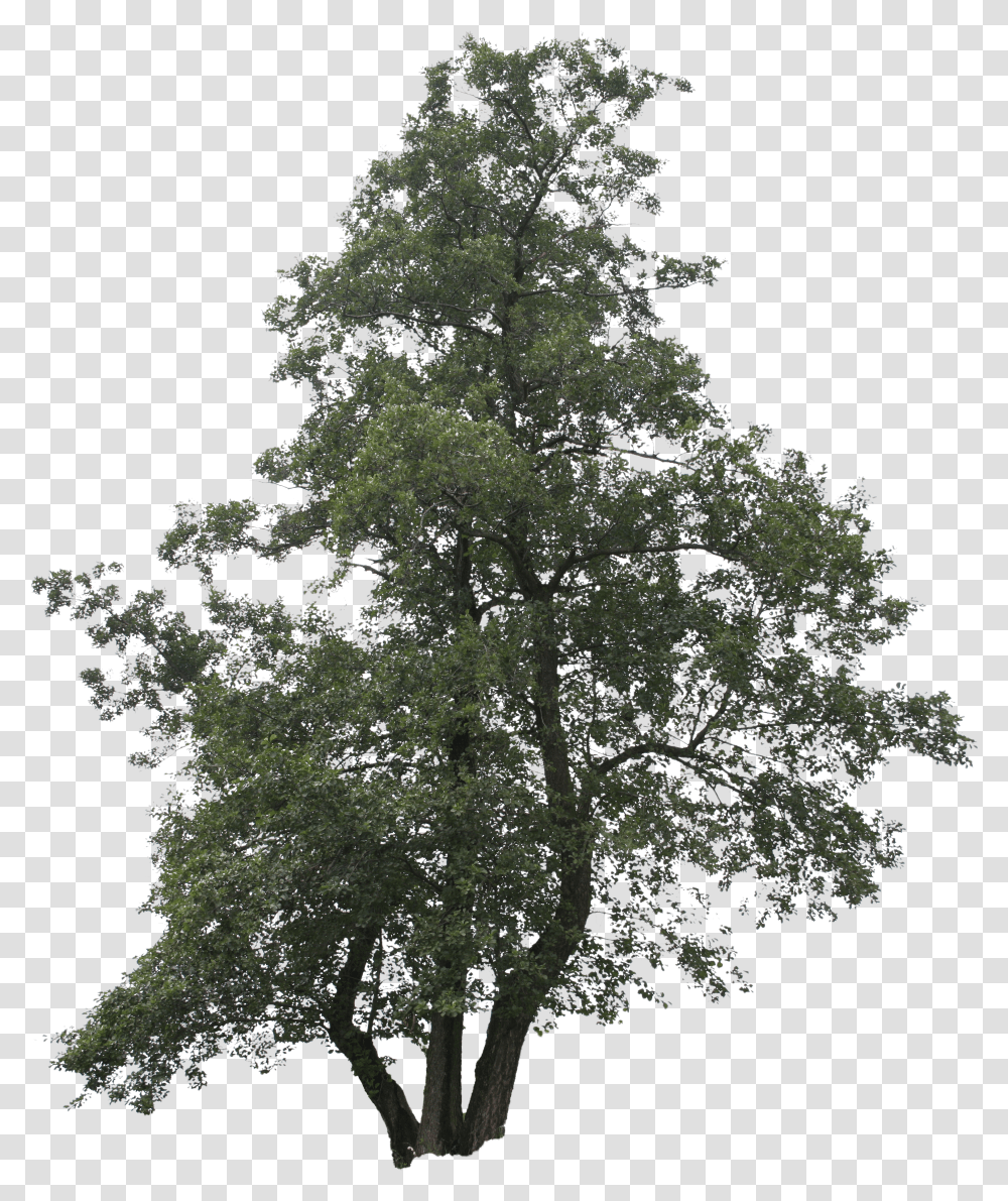 Trees Clipart Free Big Tree Transparent Png