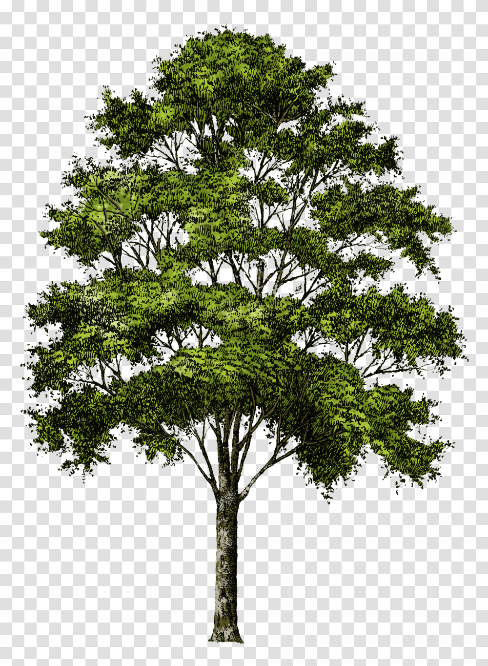 Trees Clipart Trees Without Background, Plant, Cross, Symbol, Oak Transparent Png
